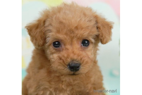 成約済の千葉県のタイニープードル-226441の1枚目